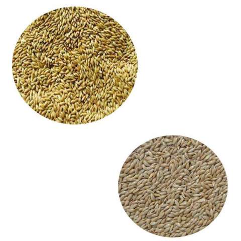 Wholesale No Additives Pure Natural Dried Canary Seeds For Birds Food